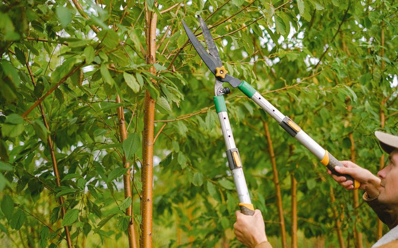 Tree trimming in Marion, IA